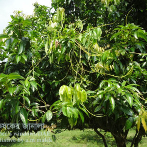 লিচুর পরগাছা সমস্যা